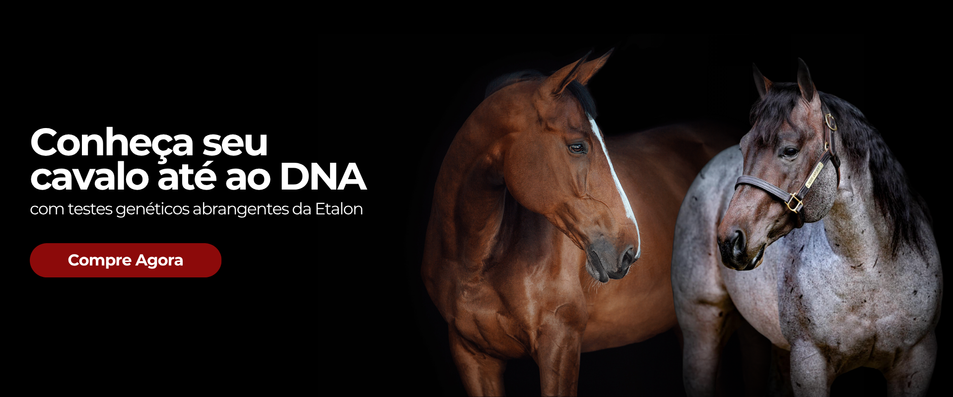 Conheça seu cavalo até ao DNA