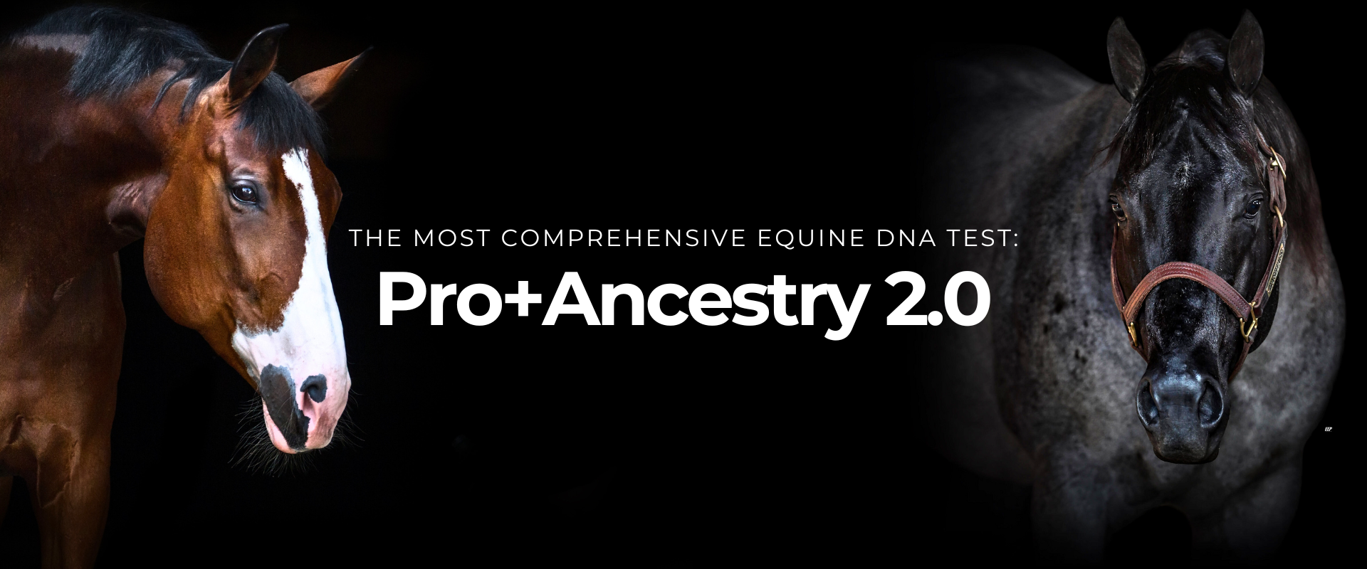 Pro+Ancestry 2.0 Equine DNA test bundle from Etalon Equine Genetics