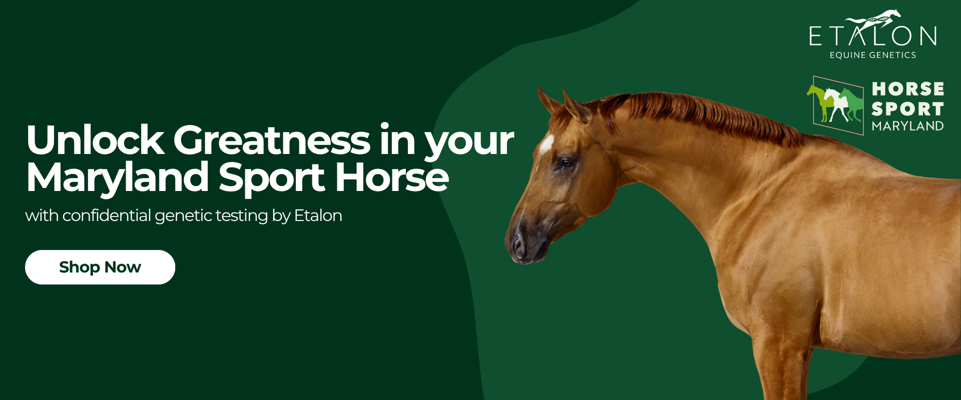 Unlock Greatness in your Maryland Sport Horse with Etalon