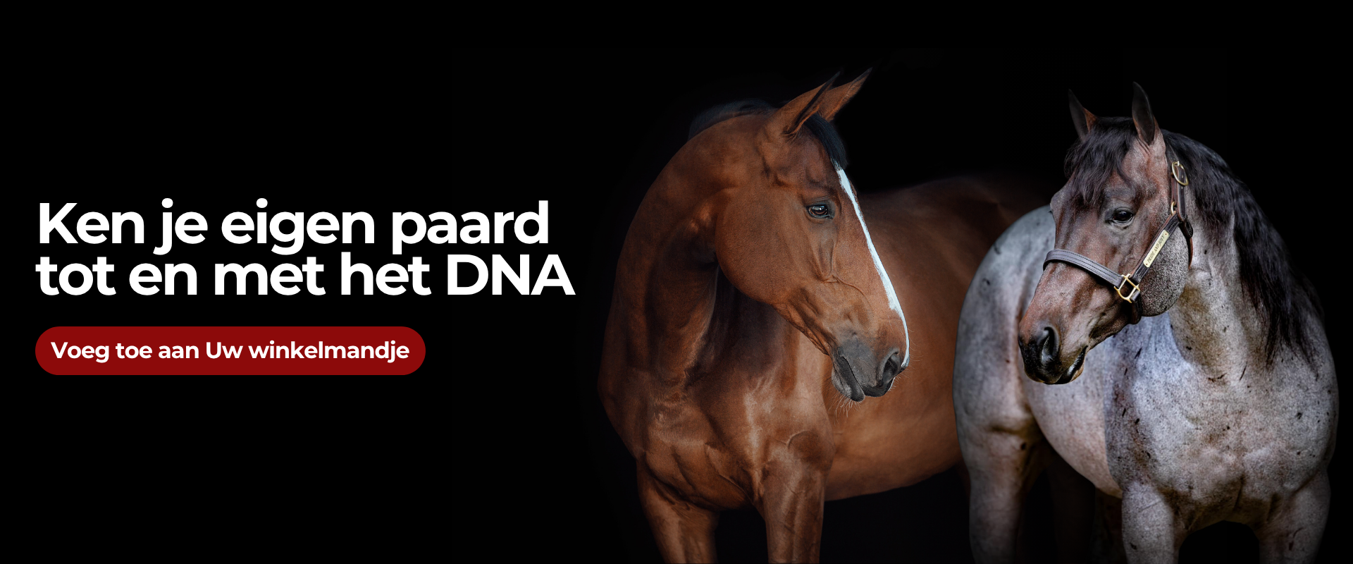 Ken je eigen paard tot en met het DNA