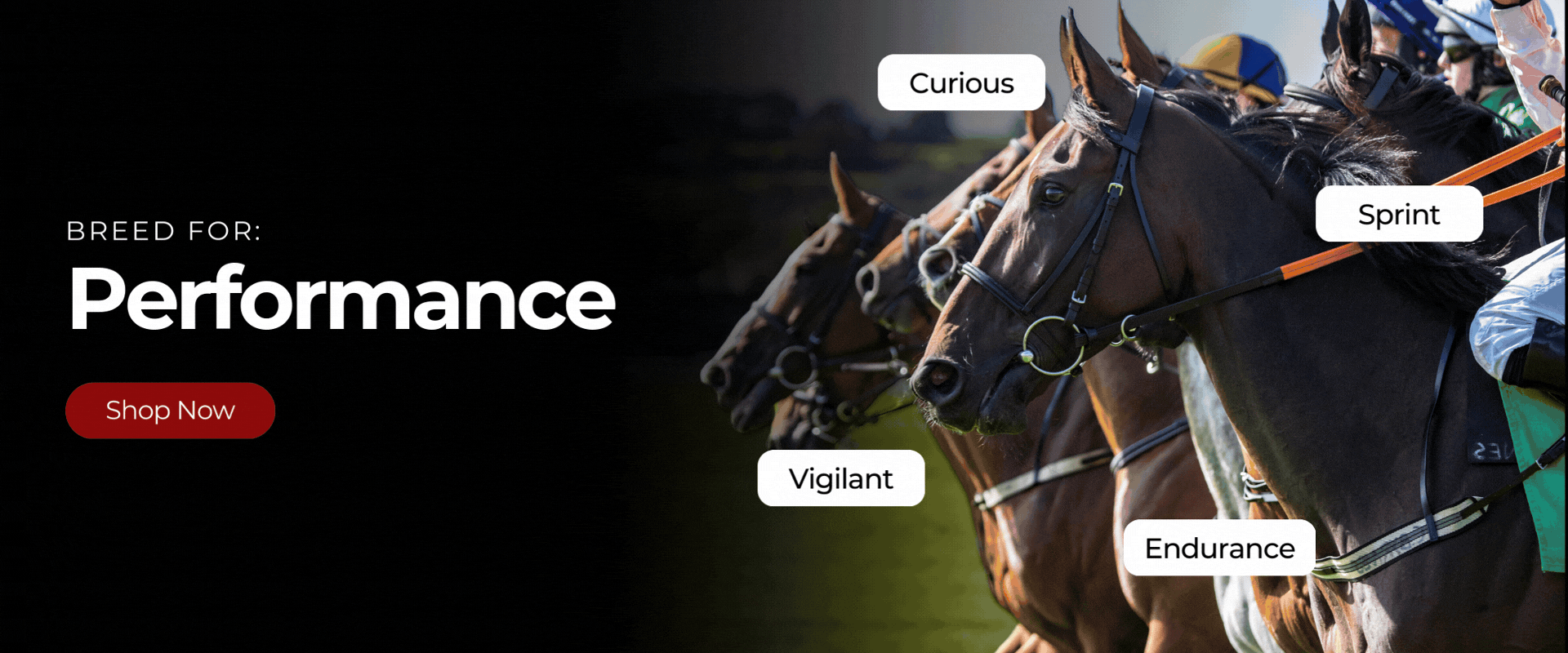Breed for performance, suitability, health, and more with Etalon.