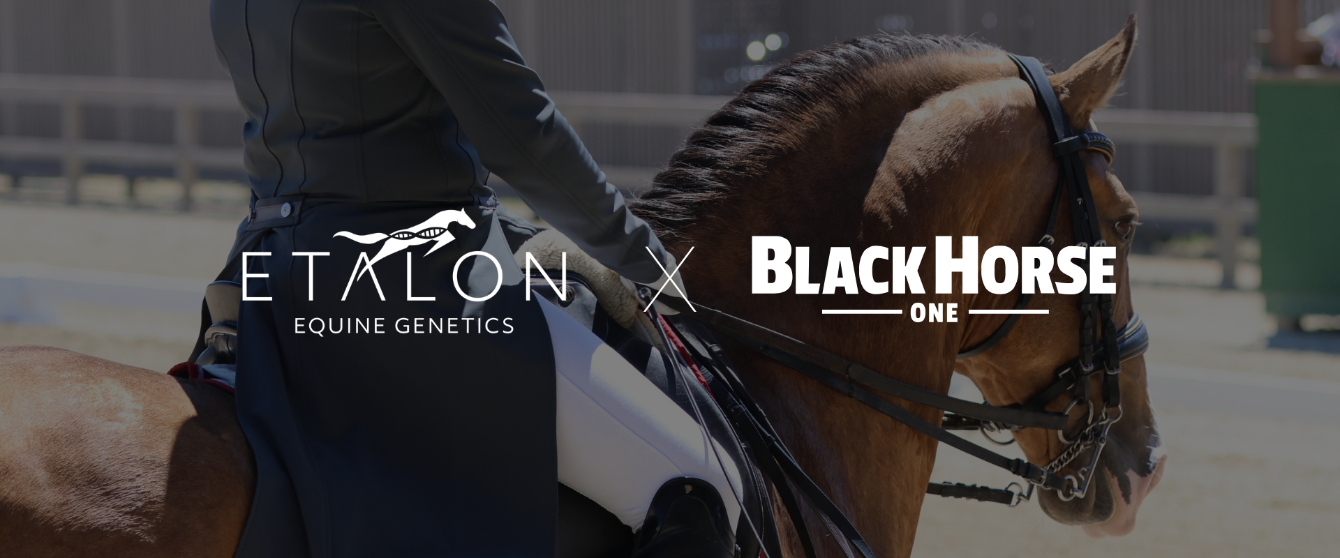 Etalon Equine Genetics partners with Black Horse One