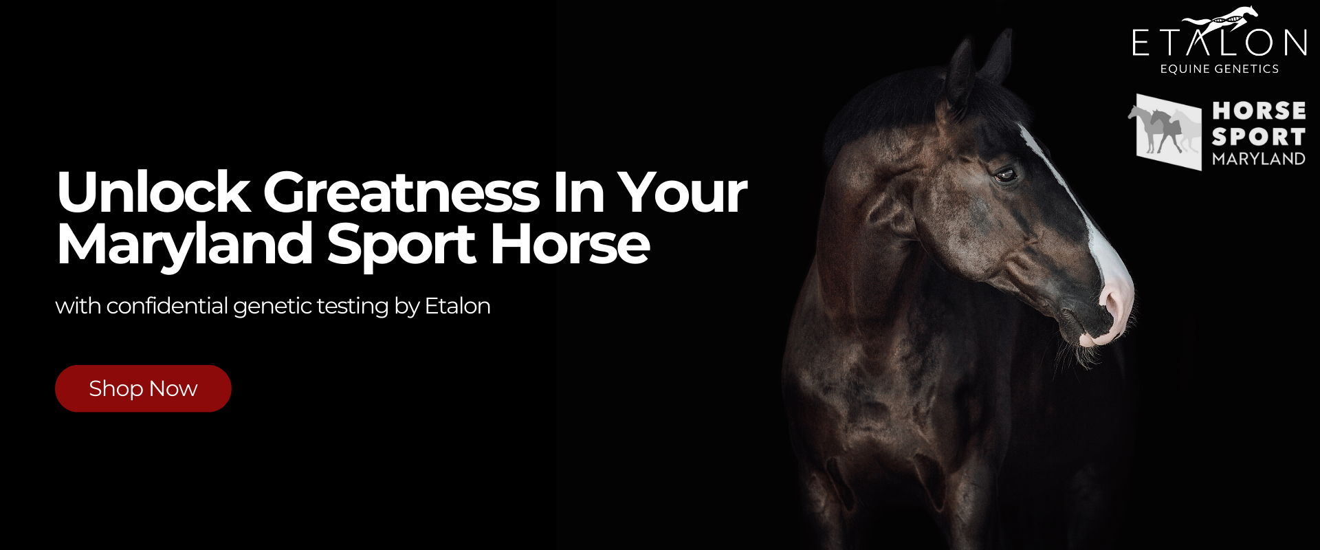 Unlock Greatness in your Maryland Sport Horse with Etalon