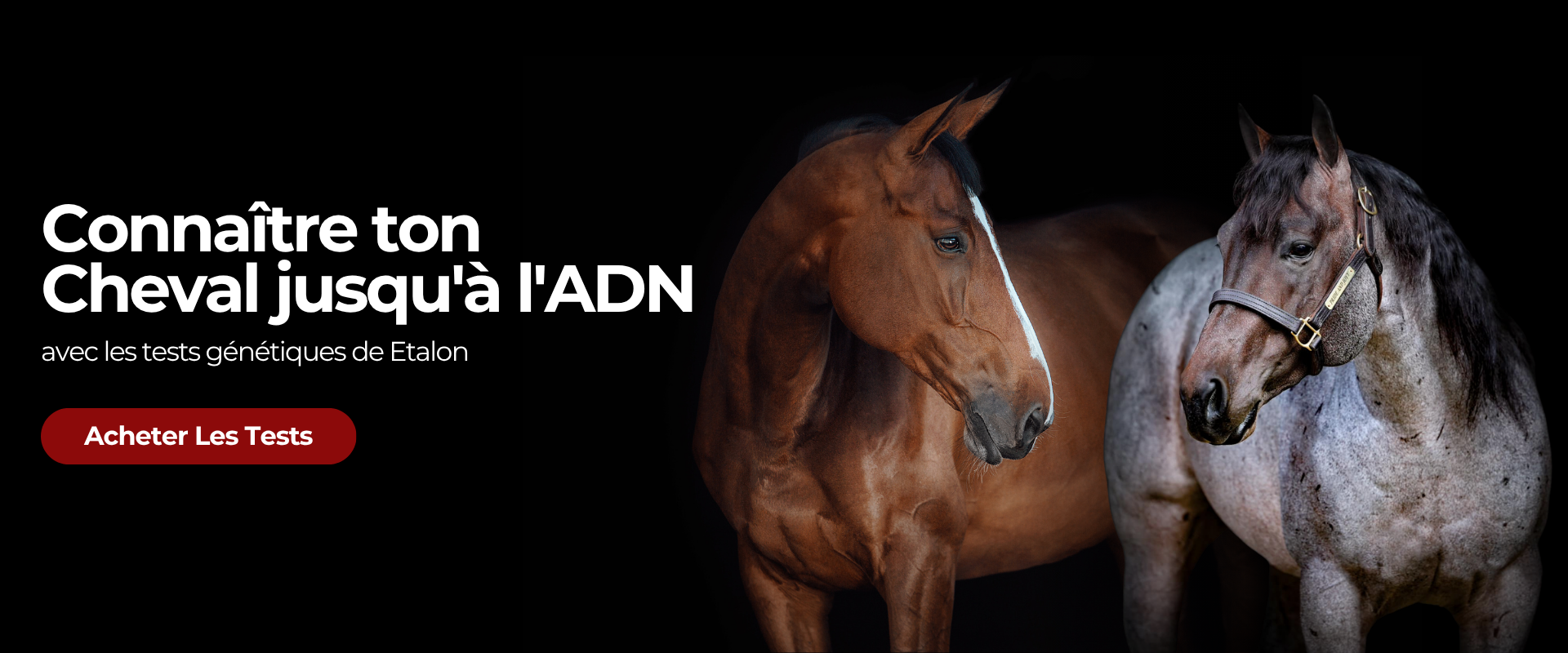 Connaître ton Cheval jusqu'à l'ADN