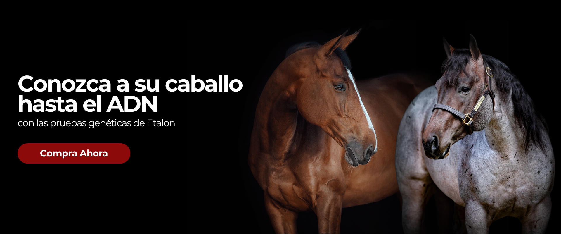 Conozca a su caballo hasta el ADN